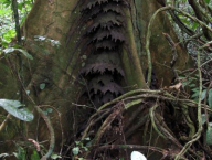 Cubitermes sp. (Termitidae: Cubitermitinae), Cameroon